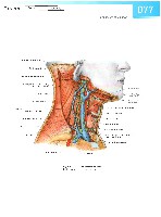 Sobotta Atlas of Human Anatomy  Head,Neck,Upper Limb Volume1 2006, page 84
